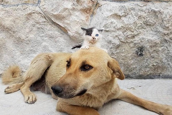 cane e gatto insieme