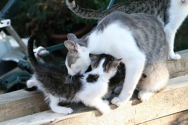 gatto preso per collottola