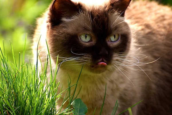 gatto linguaccia