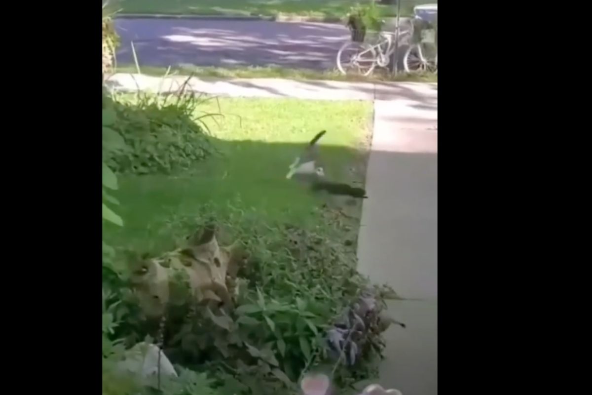 gatto corre per prendere lo scoiattolo