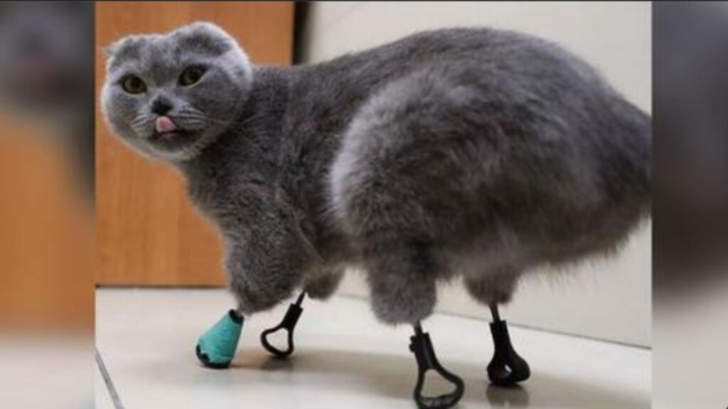 Il gatto con le zampe bioniche