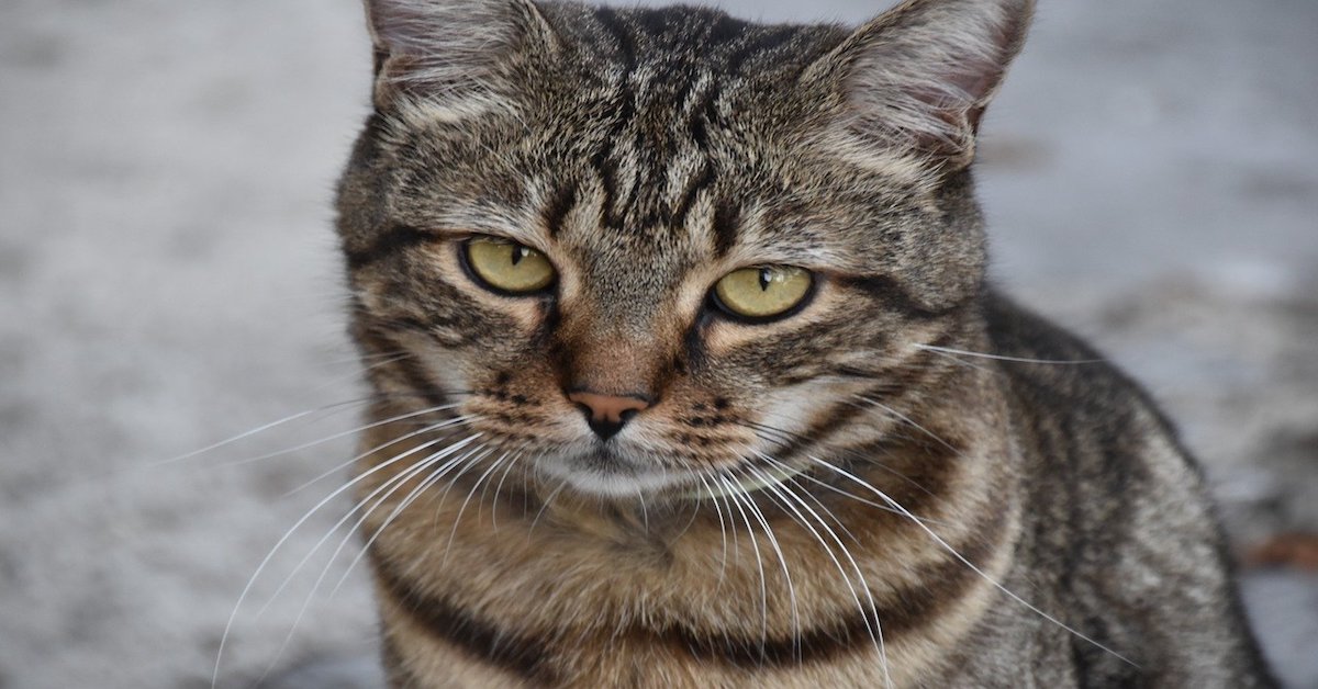 Gatto con insufficienza renale? Dieta casalinga e consigli