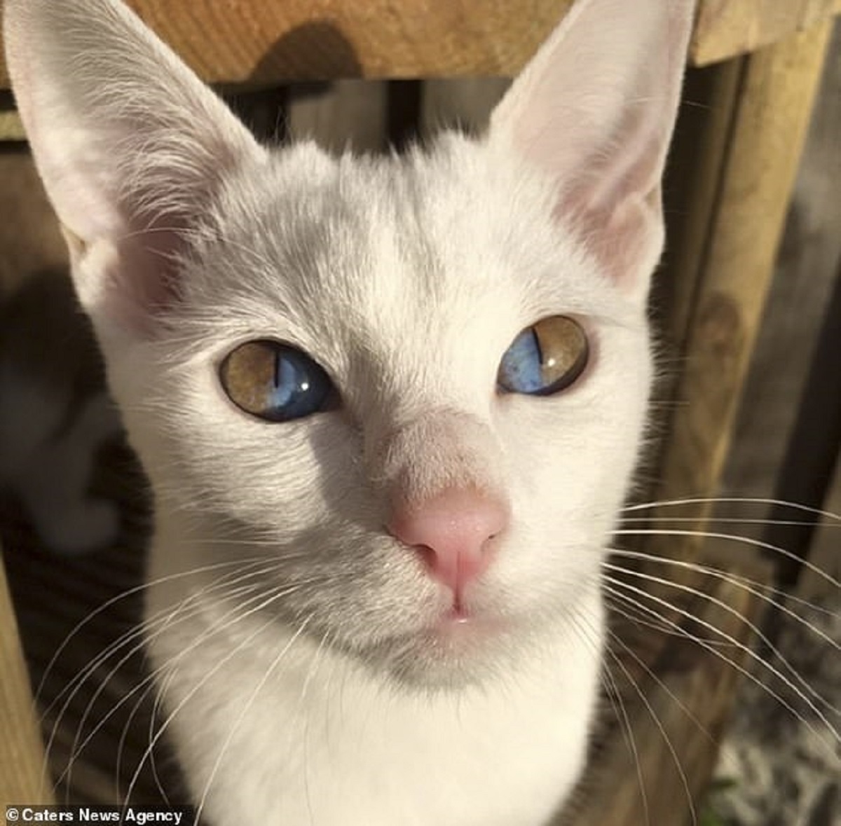 Gattino con gli occhi più rari al mondo, ecco il video di questo bellissimo cucciolo di gatto!