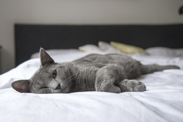 Perché il gatto fa la pipì sul letto e cosa fare