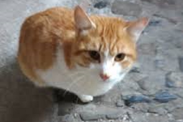 gatto rosso e bianco per strada