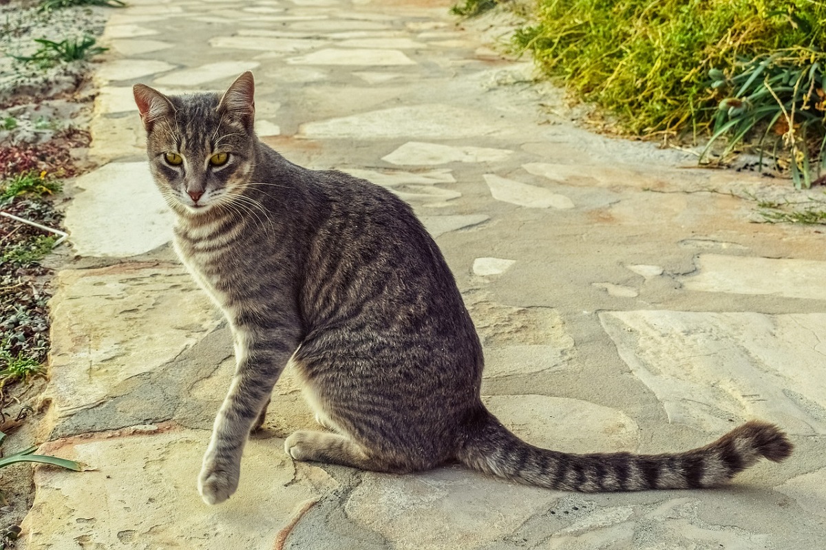 gatto soriano seduto