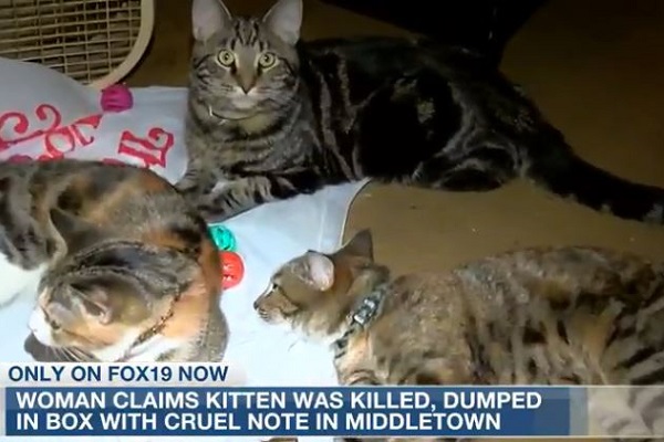 gatto ucciso in ohio