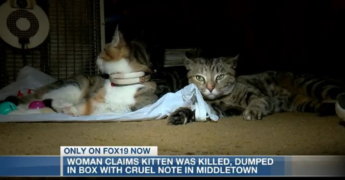 Gatto ucciso e messo in una scatola: il messaggio crudele