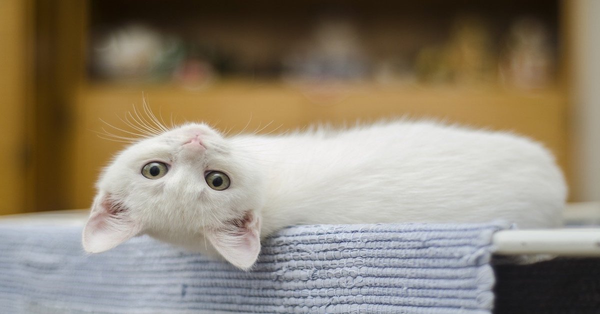 Gattino con una zampa rotta? Cosa fare?