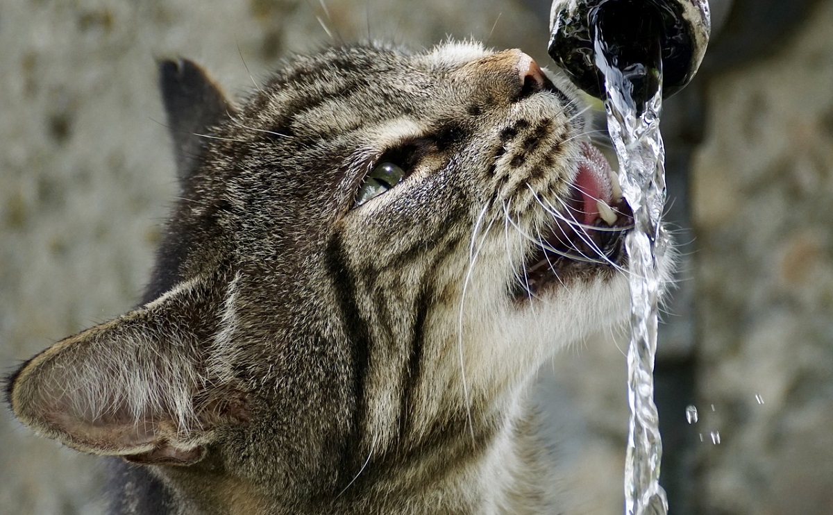 Gatto con sete eccessiva: di che si tratta?