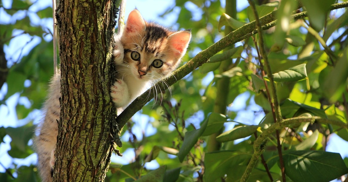 Perché i gatti non sanno scendere dagli alberi
