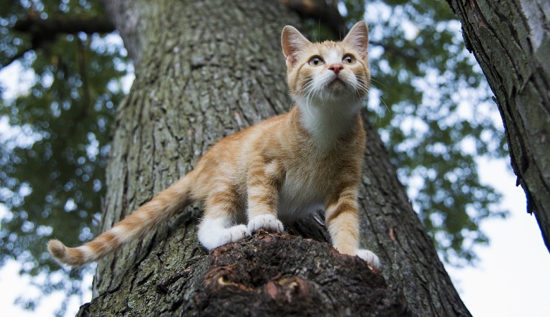 Gatto sull'albero