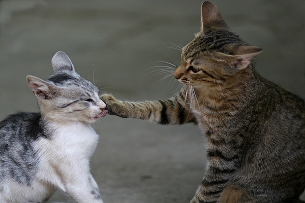 gatti vogliono contatto e giocano