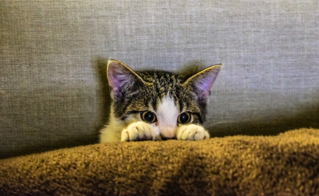 perchè-gatti-fanno-pipì-letto