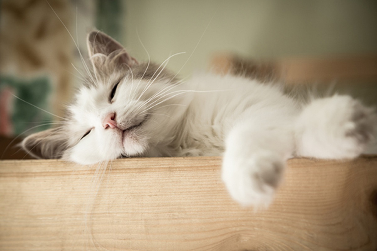 Perché i gatti dormono tanto?
