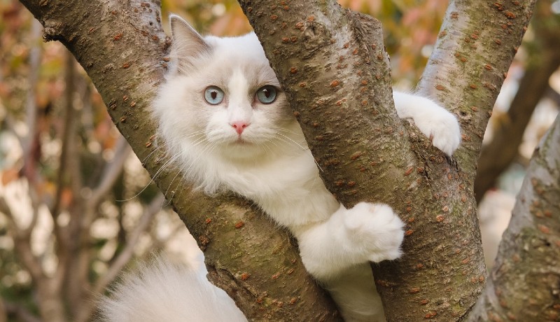 Gatto sull'albero