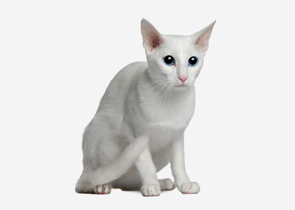 gatto orientale bianco