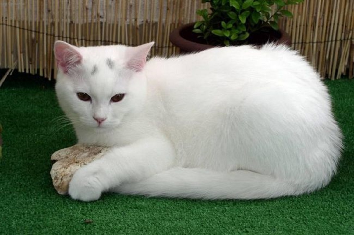 american shorthair bianco