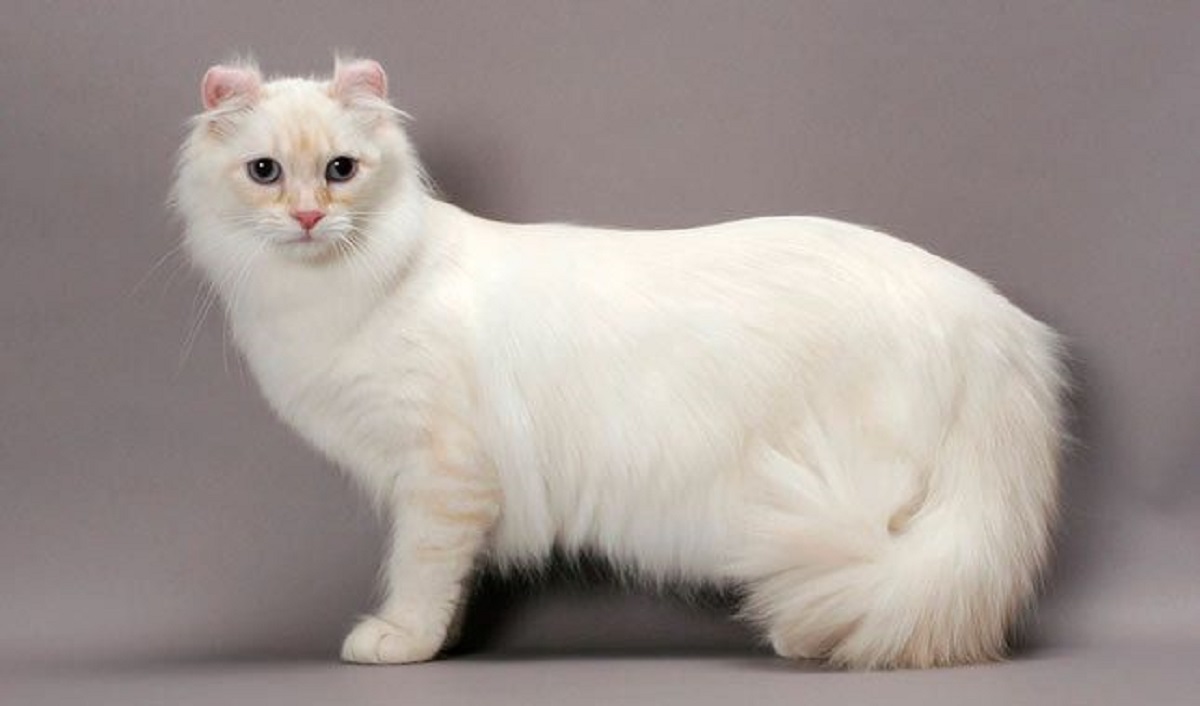 american curl bianco