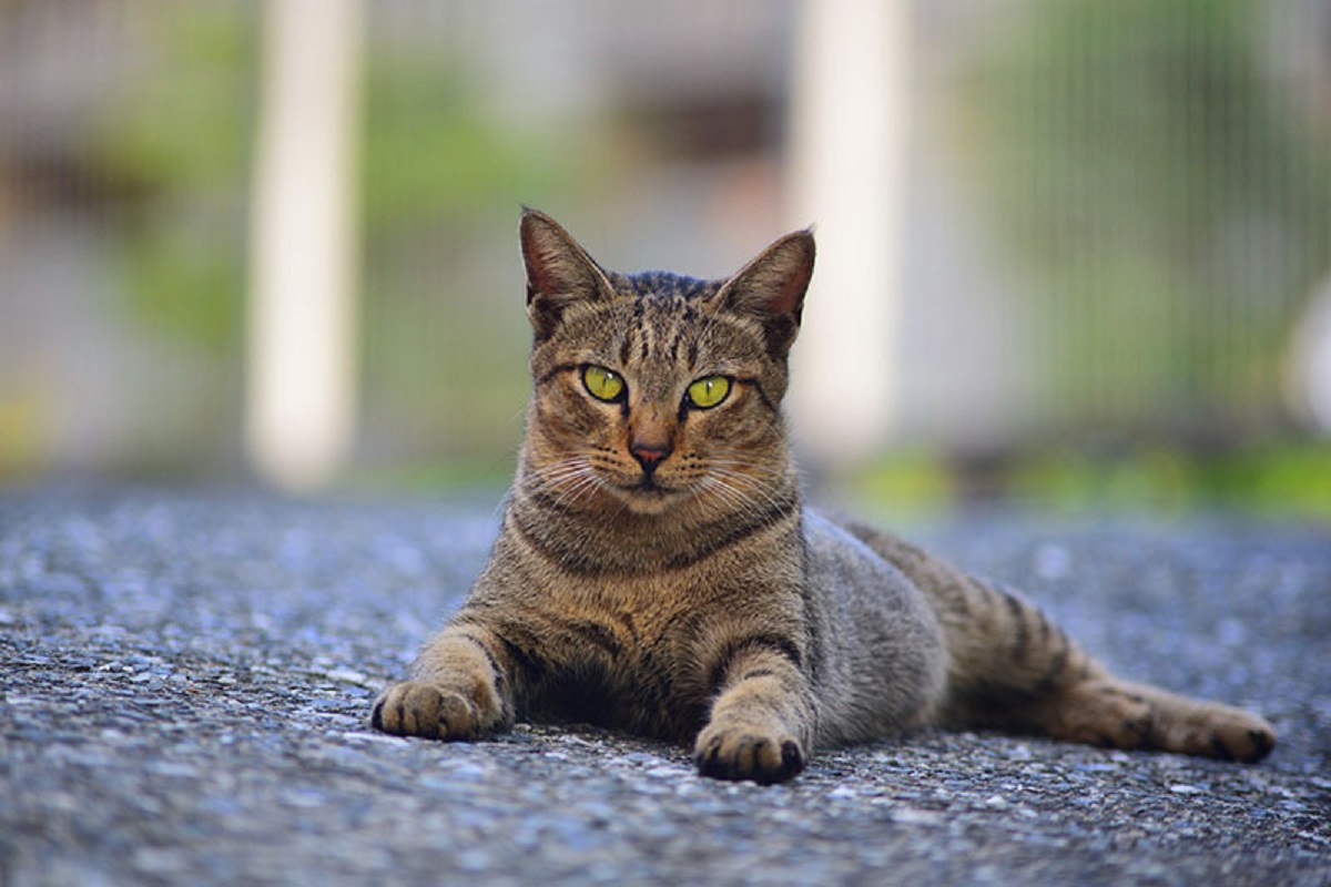 gatto soriano