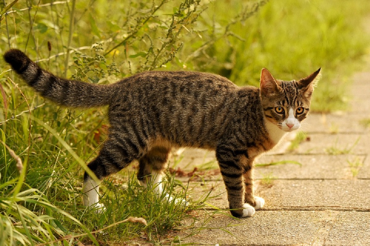 gatto soriano