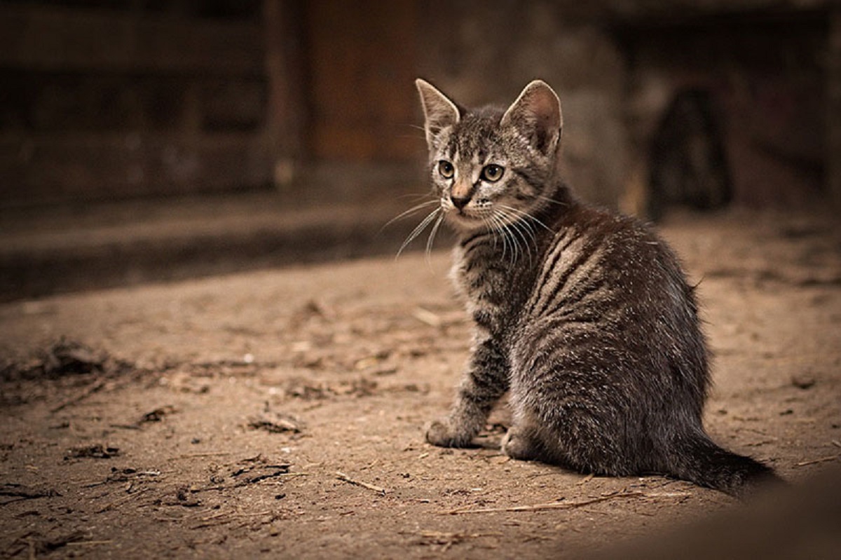 Gatto Soriano: dimensioni e peso