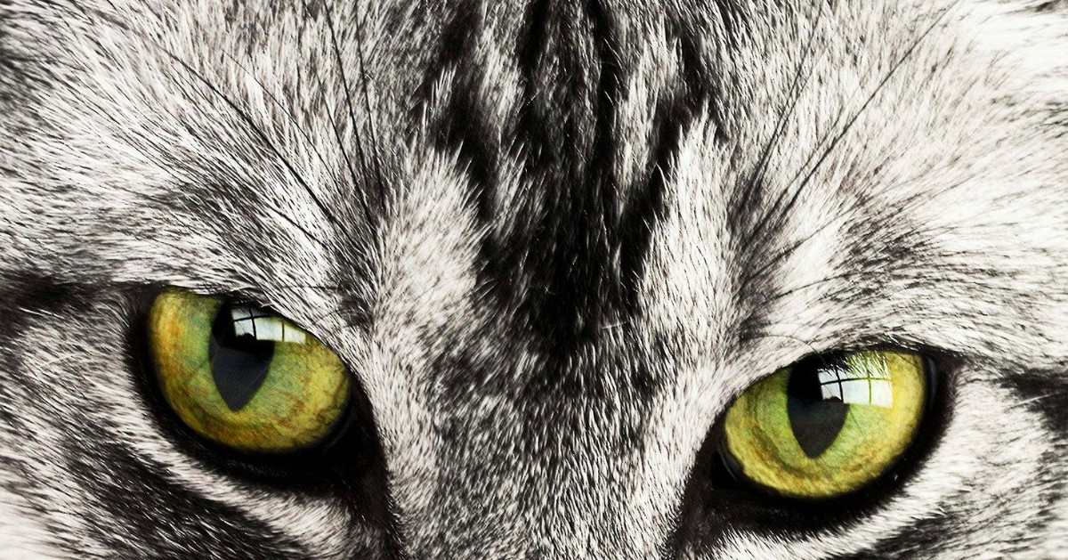 Gatto soriano: come riconoscerlo, le caratteristiche