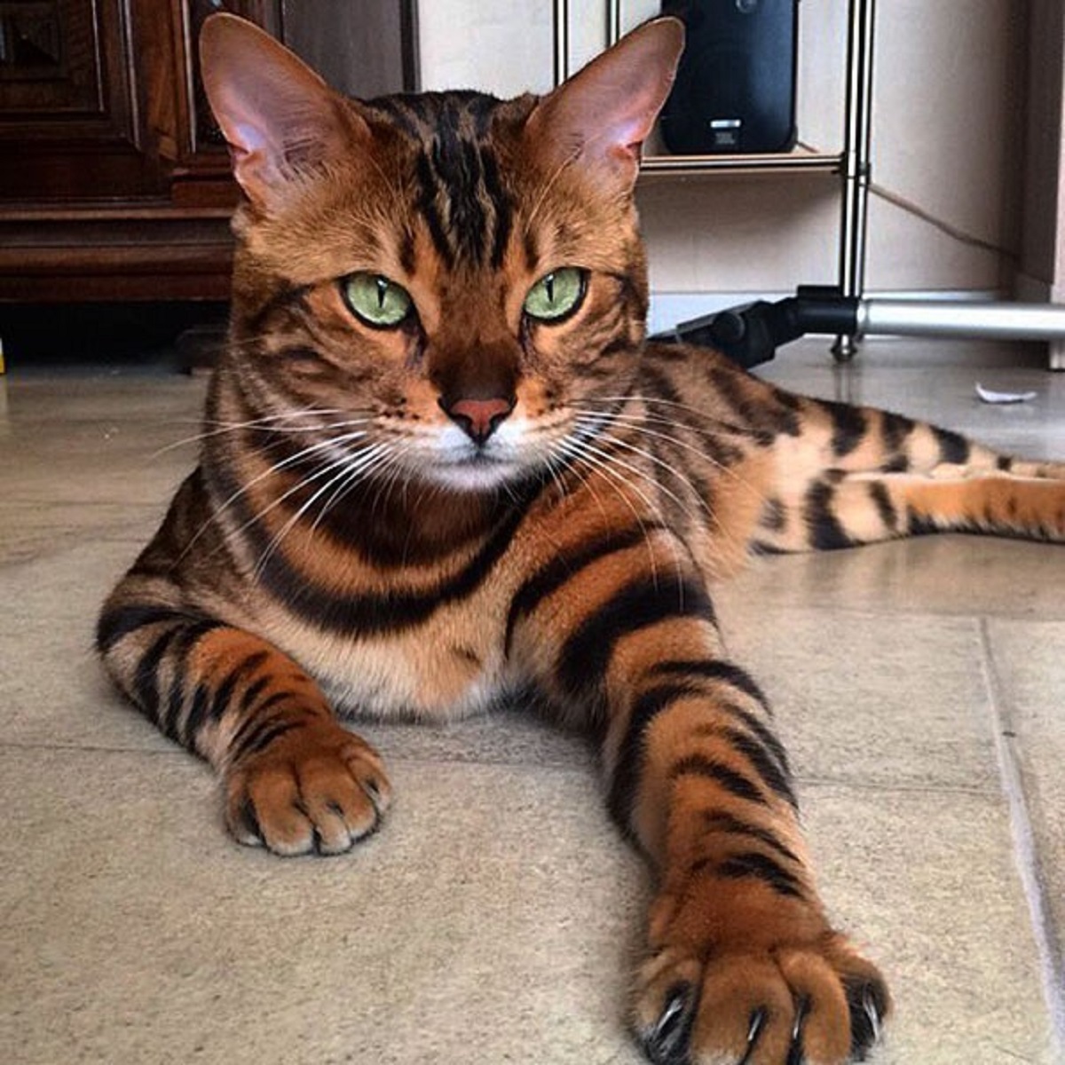 toyger per terra