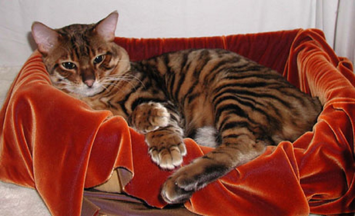 toyger su coperta rossa