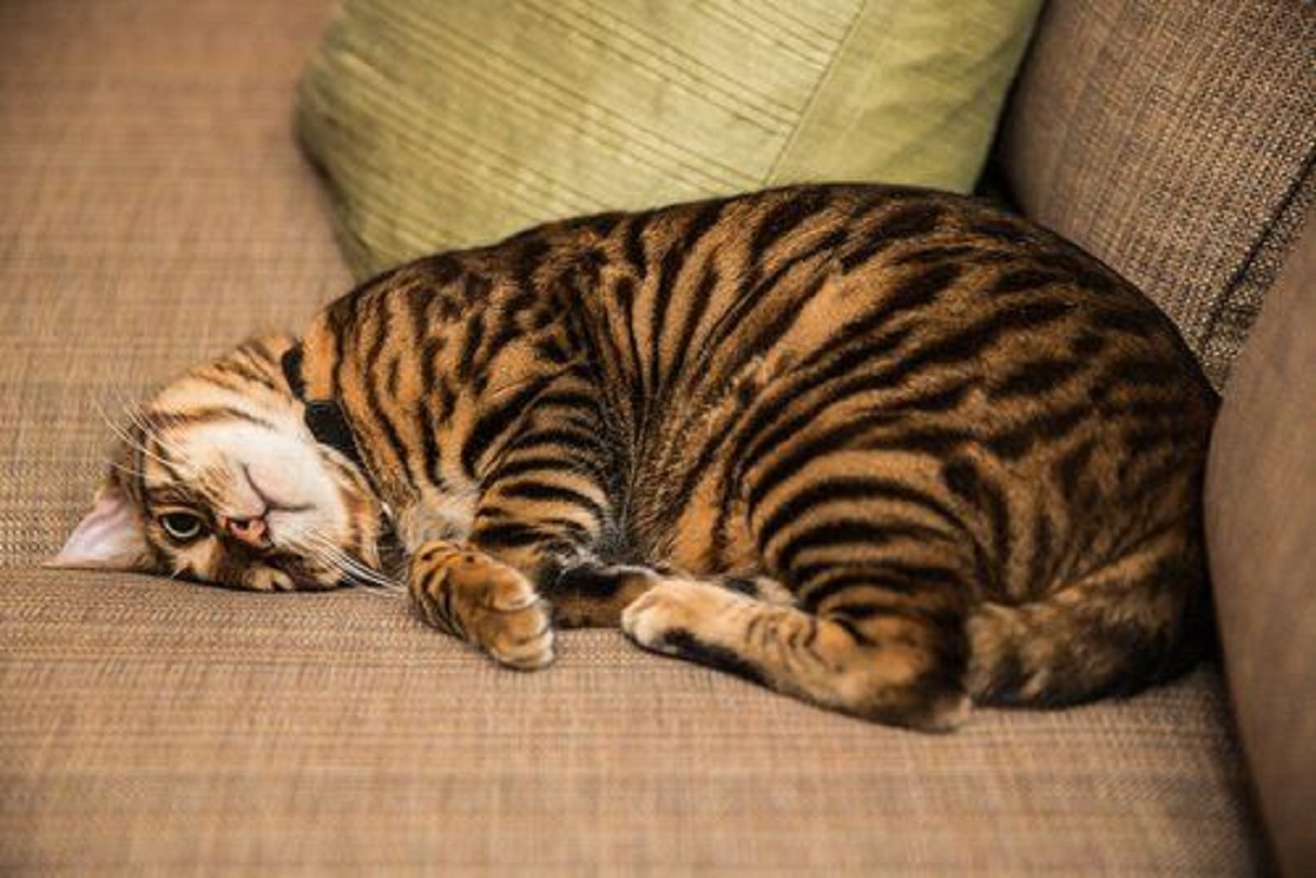 Gatto Toyger: carattere e personalità