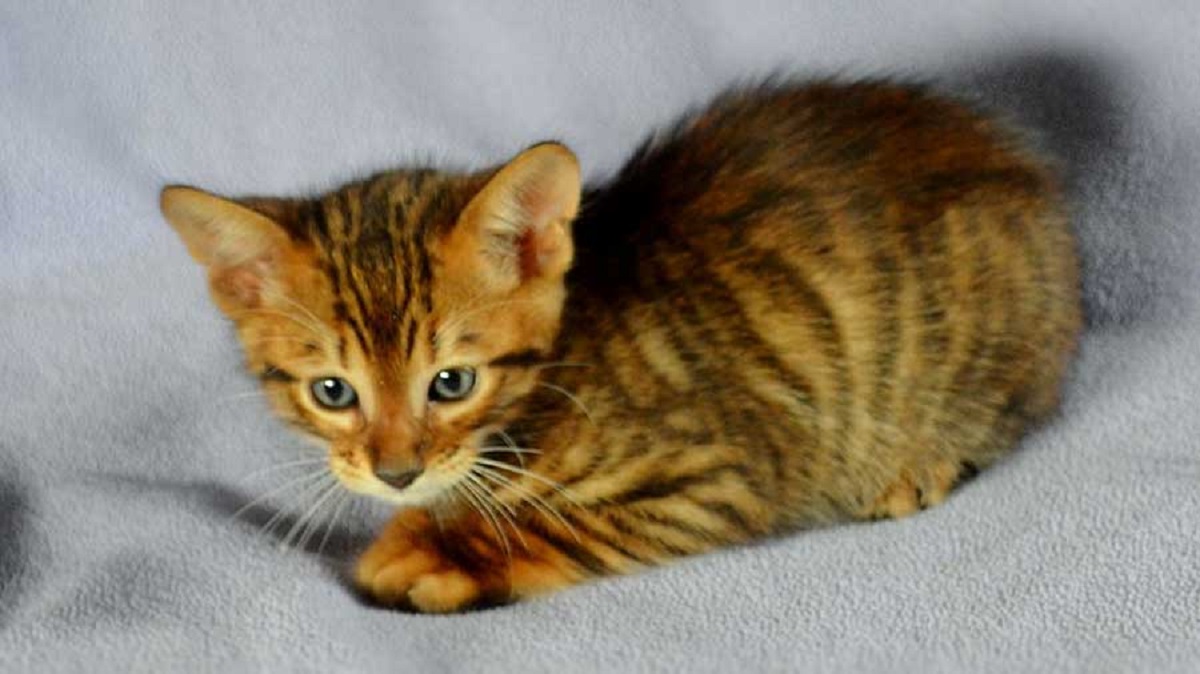 gattino toyger