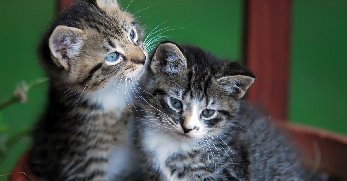 Video con gattini, uno studio dimostra che fanno bene alla salute
