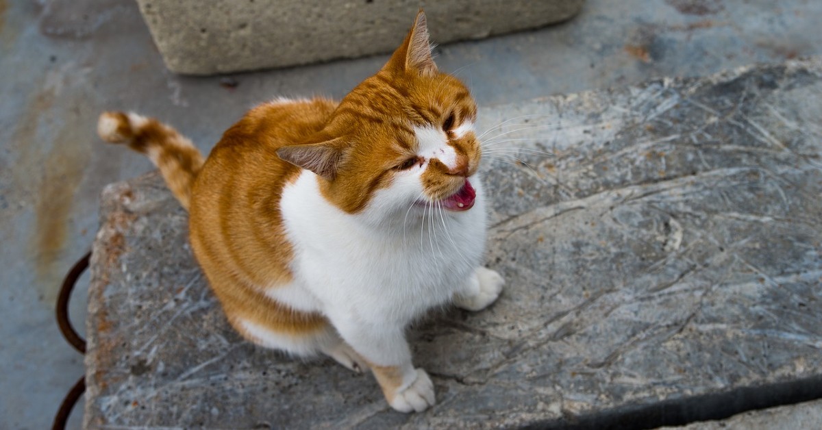 Gatti, perché piangono: cause e soluzioni