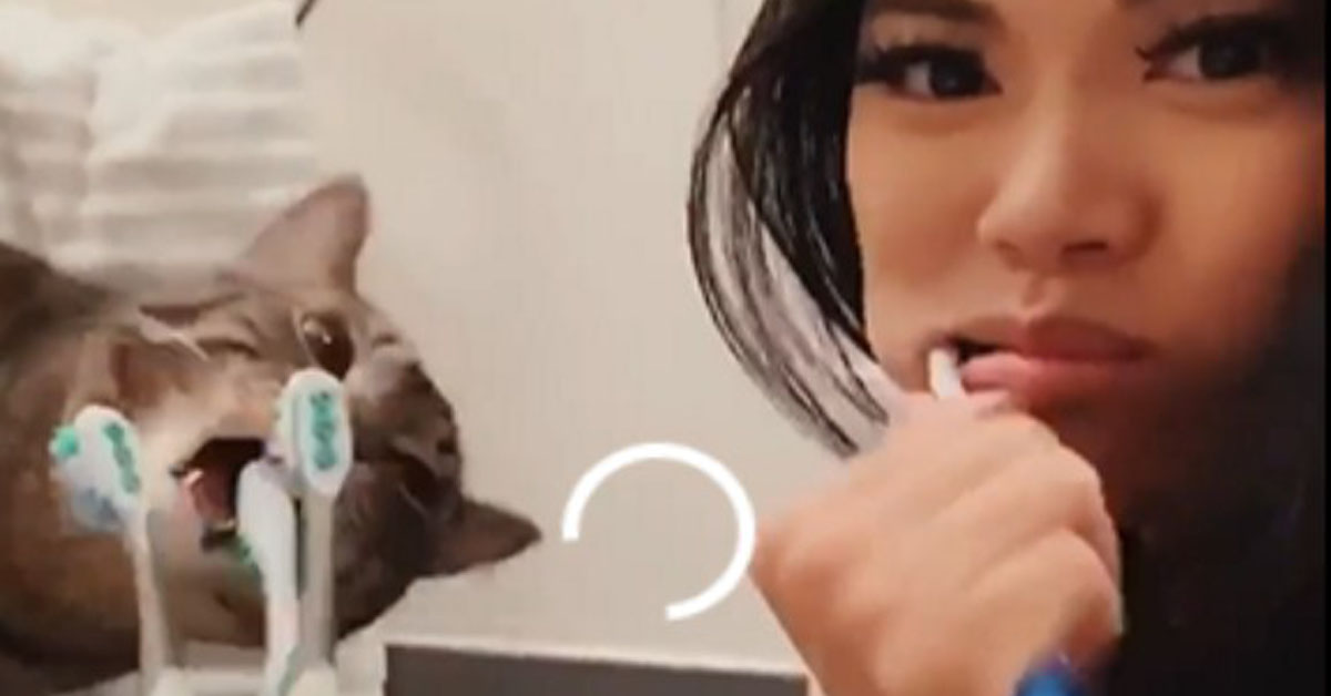 Gattino che si lava i denti
