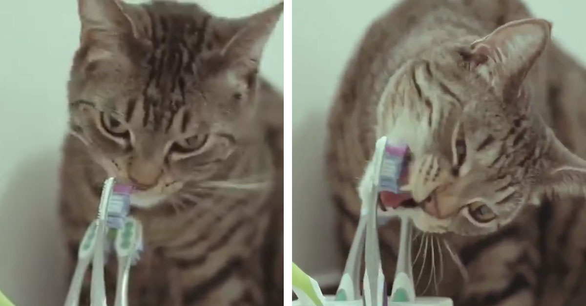 Gattino con spazzolino