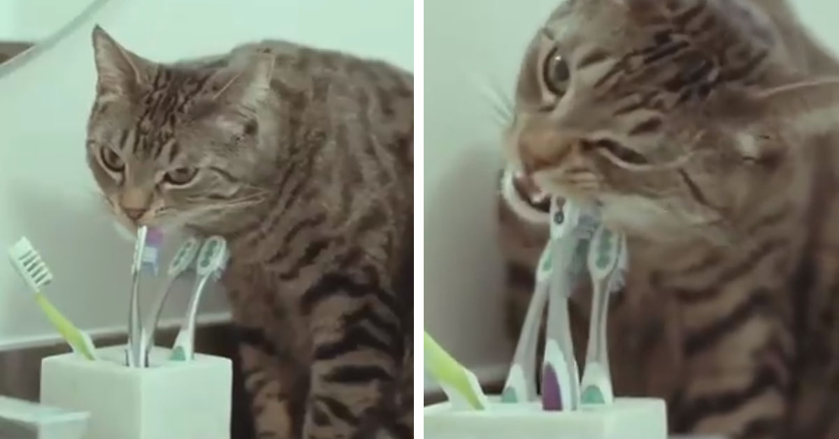 Achille, il gattino che si lava i denti da solo (video)
