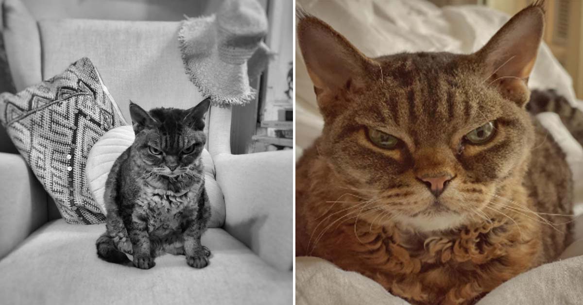 Barbara, la gattina arrabbiata che è la nuova Grumpy Cat (video)