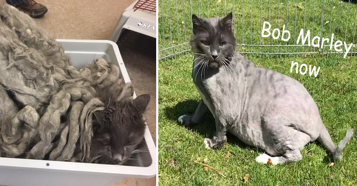 Bob Marley, il gattino trascurato e maltrattato incastrato nel suo pelo: la sua rinascita