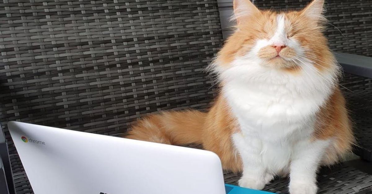 Carrot, il gatto cieco che fa pet therapy a distanza
