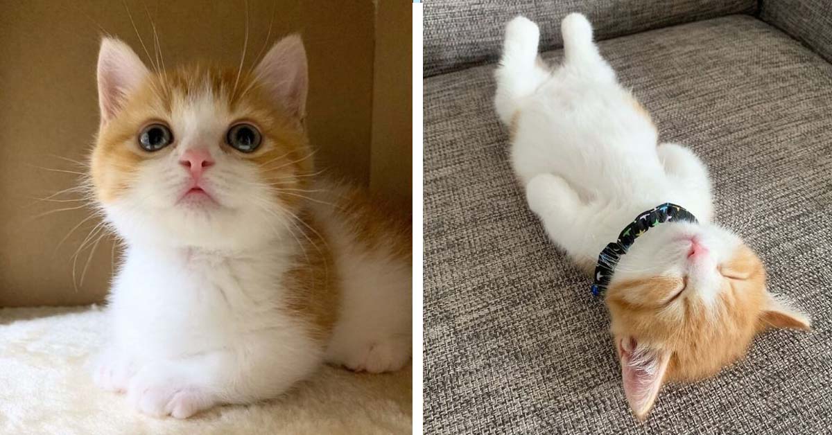 Chata, il gattino che dorme sulla schiena che è una star di Instagram (video)
