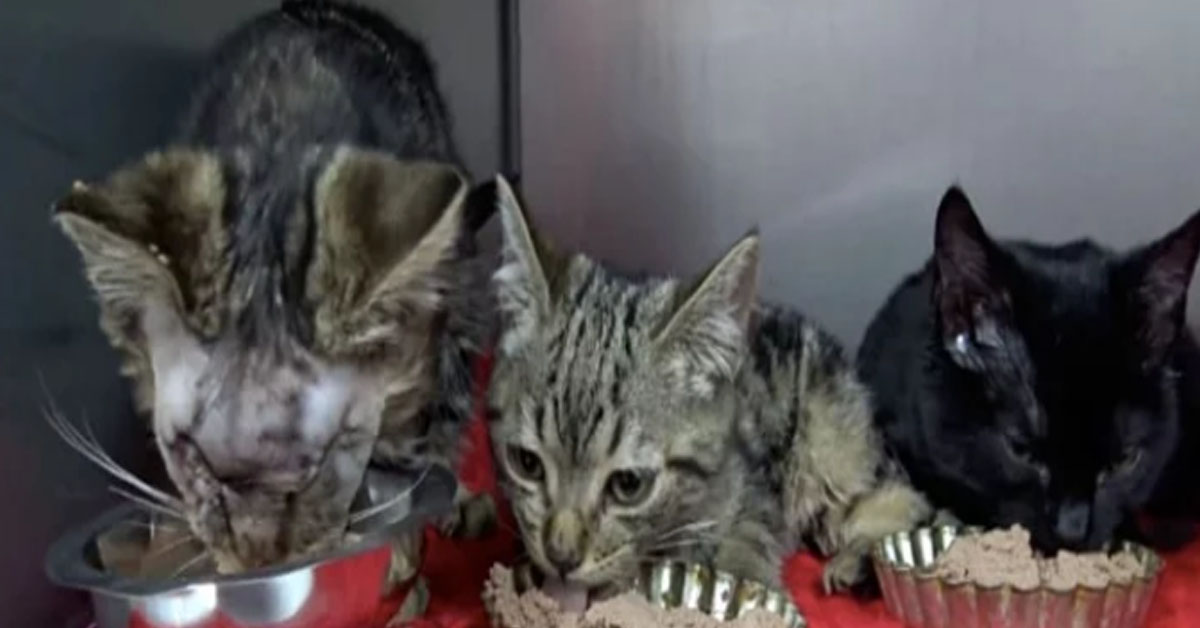 Tre gattini che mangiano