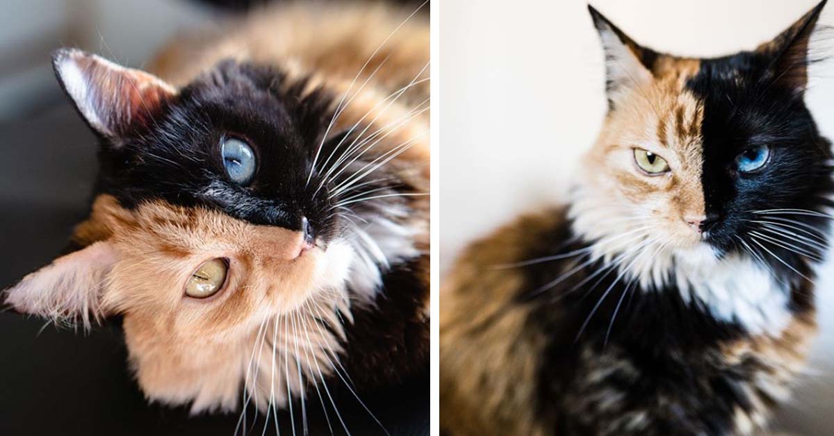 Chimera, il gattino con due facce che fa impazzire il web (video)