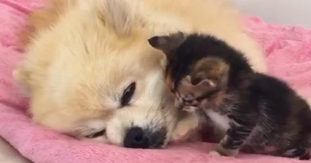 Gattino con un cagnolino