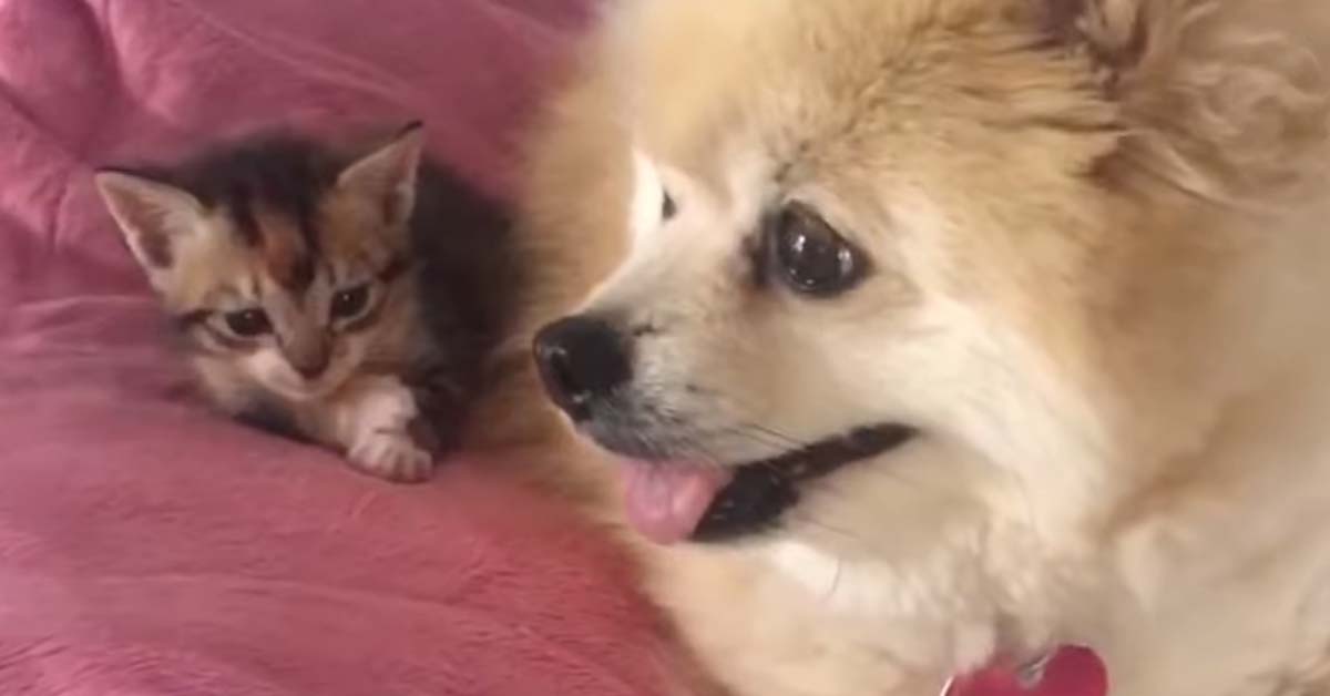 Gattino con un cagnolino