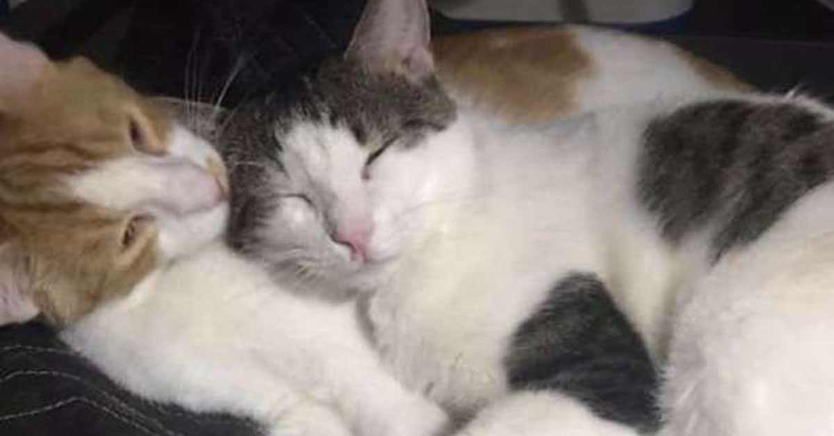 Conan, il gattino che ha trovato una famiglia grazie ad un altro felino