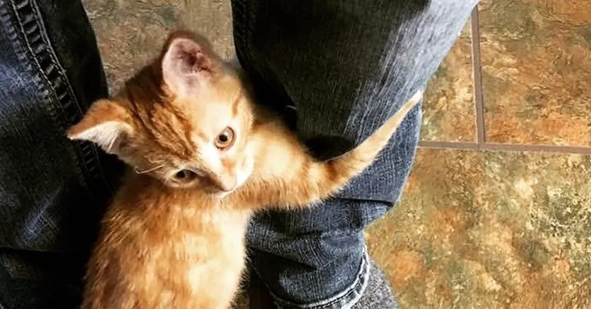 Dobby, il gattino salvato in extremis da un incendio che oggi è felice (video)