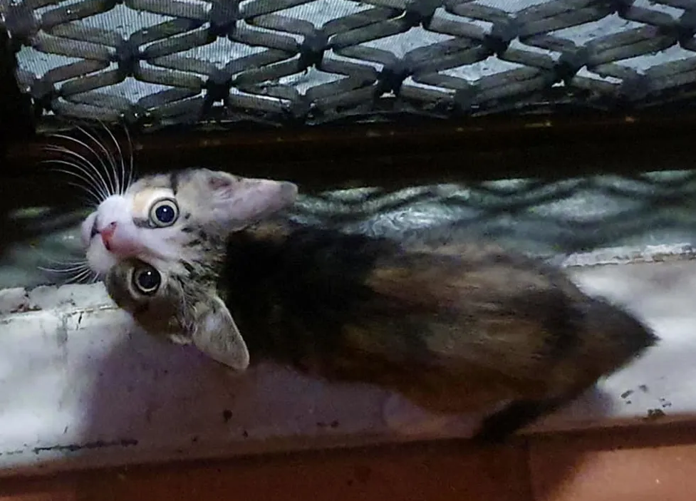 Gattina-curiosa