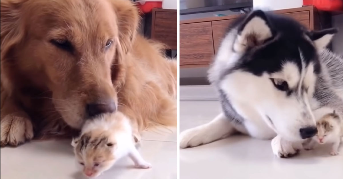 Gattini adottati da tre enormi cani: il tenero video che ha fatto il giro del web