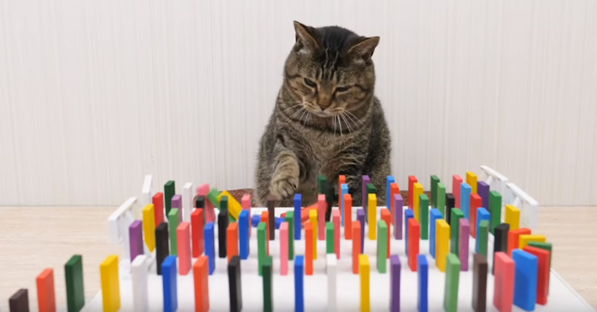 Gattini alle prese con il domino: il video virale