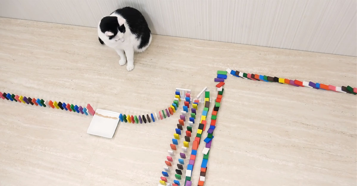 Gatto con domino